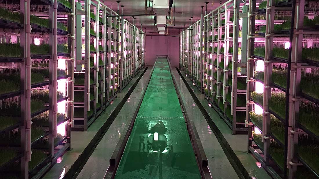 It Is Fresh It Is Safe And It Is Fodder Vertical Farming Hydroponic Fodder System