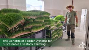The Benefits of Fodder Systems for Sustainable Livestock Farming